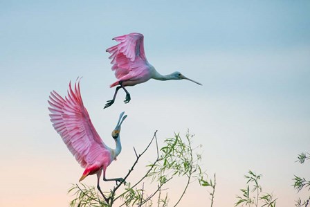 Rosy Pair (Roseate Spoonbills) by C. Mei art print