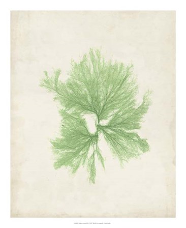 Peridot Seaweed III by Vision Studio art print