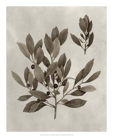 Arbor Specimen IV by Vision Studio art print