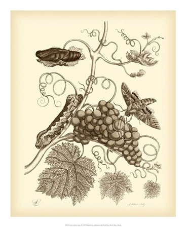 Nature Study in Sepia III by Maria Sibylla Merian art print