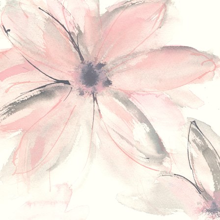 Blush Clematis II by Chris Paschke art print