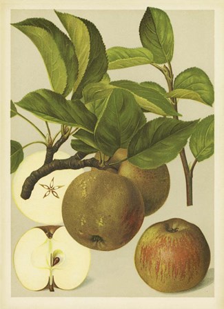 Russet Apples I by PI Collection art print