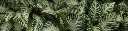 Close-up of Green Leaves by Panoramic Images art print