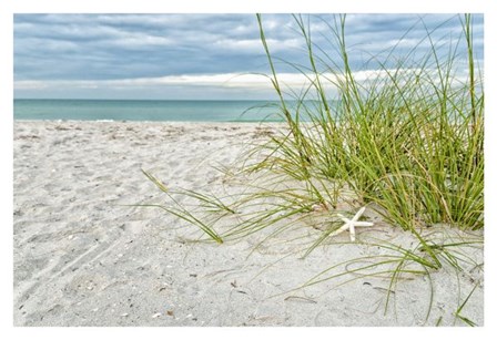 Star Fish and Sea Oats by Mary Lou Johnson art print