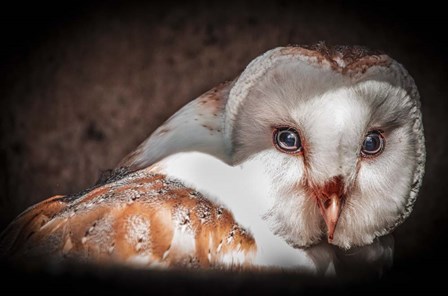 Screech Owl II by Duncan art print