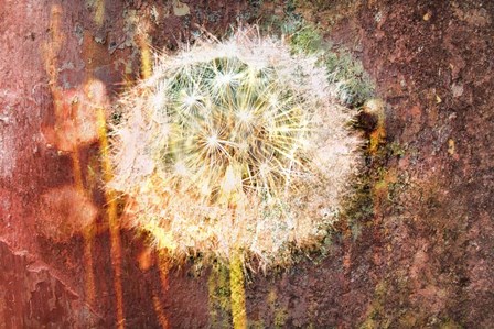 Dandelion by Surma &amp; Guillen art print