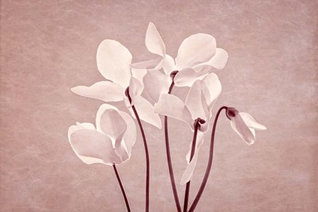 Petal Formations I by Leda Robertson art print