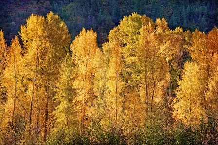 Aspens in Autumn III by Leda Robertson art print