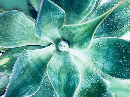 Green Tropical Succulent Beauty 2 by Irena Orlov art print