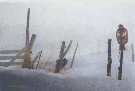 Foggy Fence Redtail by Chris Vest art print