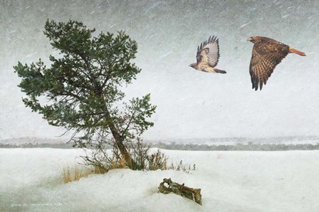 Lone Tree Redtail Hawks by Chris Vest art print