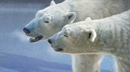 Brothers Polar Bears by Chris Vest art print