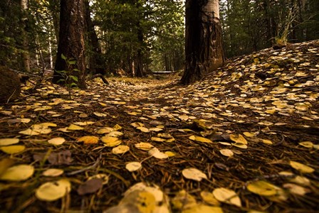 Aspen Leaves Bismark Trail Arizona Mtns by Tom Brossart art print