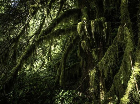 Mossy Tempered Forest by Duncan art print