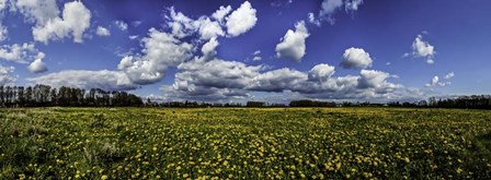 Yellow Flower Field by Duncan art print