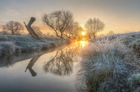 Sunrise Burns the Early Morning Mist off Beverly Brook Richmond Park 2 by Nick Jackson art print