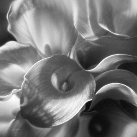Calla Lillie Bouquet by Collin Bogle art print