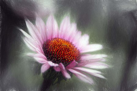 Purple Coneflower by Franklin Kearney art print