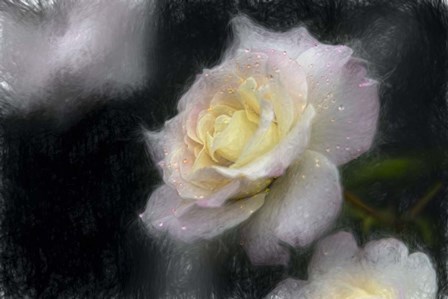 Pink &amp; White Rose by Franklin Kearney art print