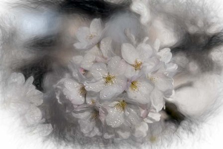 White Cherry Blossom by Franklin Kearney art print